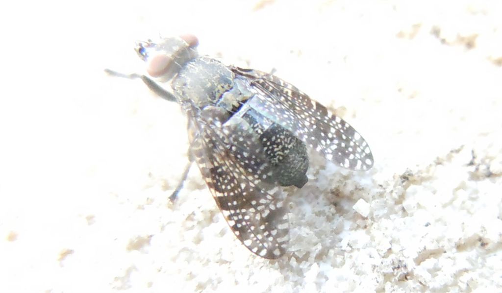 Platystoma